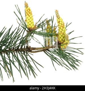 PIN ; Pinus ; sylvestris ; Banque D'Images