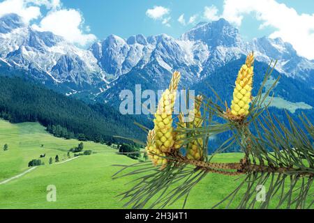 PIN; Pinus; sylvestris; montagnes, montagnes,montagnes, Banque D'Images