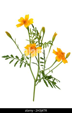 tagetes épicés; Tagetes tenuifolia Banque D'Images