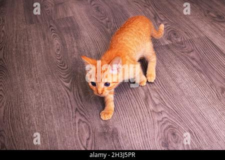 Le petit chaton au gingembre se trouve sur un parquet en bois de près Banque D'Images