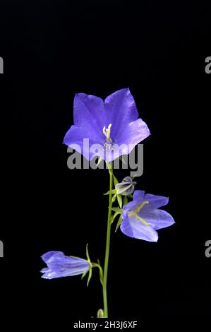 bluebell à feuilles rondes, Campanula rotundifolia Banque D'Images