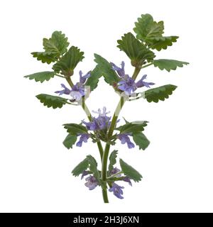 Glechoma hederacea, Gundelrebe ; ; essbar Banque D'Images