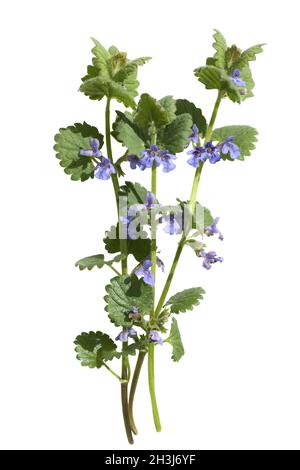 Glechoma hederacea, Gundelrebe ; ; essbar Banque D'Images