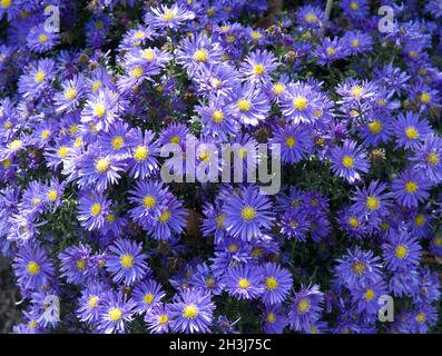 Coussin d'eau ; Aster dumosus ; lagon bleu Banque D'Images