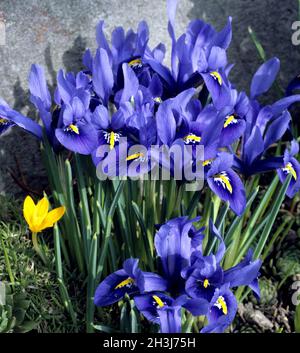 Zwergiris, Iris reticulata,,, Netzblattiris Banque D'Images