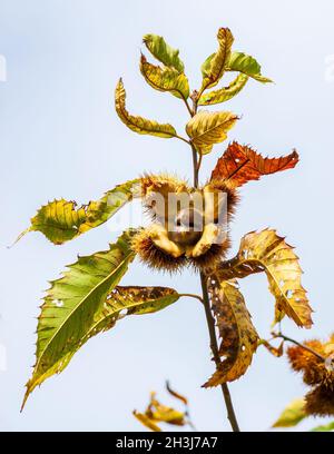 Fraise ouverte d'un châtaignier américain (Castanea dentata) révélant les noix à l'intérieur. Brindille avec feuillage automnal coloré. Moore State Park, Paxton, Massachusetts Banque D'Images
