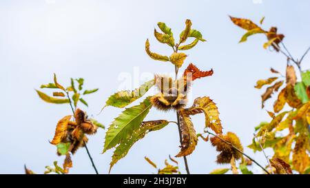 Fraise ouverte d'un châtaignier américain (Castanea dentata) révélant les noix à l'intérieur. Brindille avec feuillage automnal coloré. Moore State Park, Paxton, Massachusetts Banque D'Images