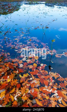 Feuilles d'automne colorées flottant sur les eaux calmes d'un lac, au bord du rivage. Eames Pond, Moore State Park, Paxton, ma, États-Unis Banque D'Images