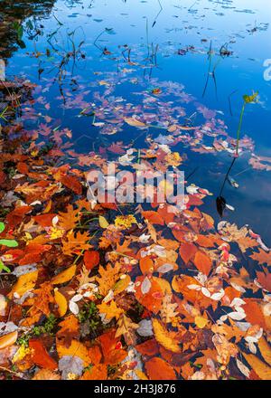 Feuilles d'automne colorées flottant sur les eaux calmes d'un lac, au bord du rivage. Eames Pond, Moore State Park, Paxton, ma, États-Unis Banque D'Images