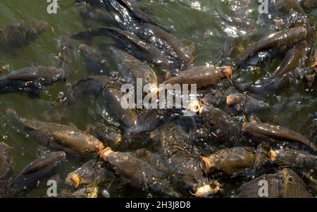 Karpfen ; Cyprinus carpio Banque D'Images