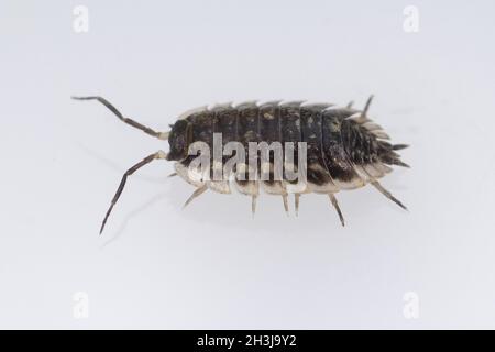 Kellerassel Porcellio scaber ; ; Banque D'Images