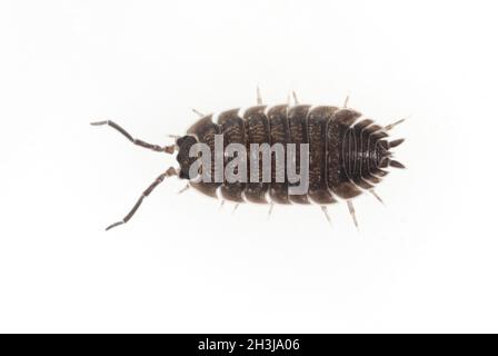 Kellerassel Porcellio scaber ; ; Banque D'Images