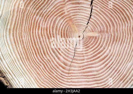 Bagues annuelles; bague annuelle; bague en bois; Banque D'Images