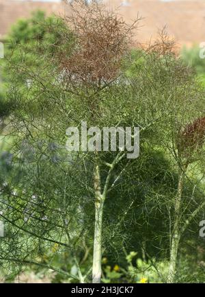 Bronze-fenchel, foenicule, vulgare, purpueum, Banque D'Images