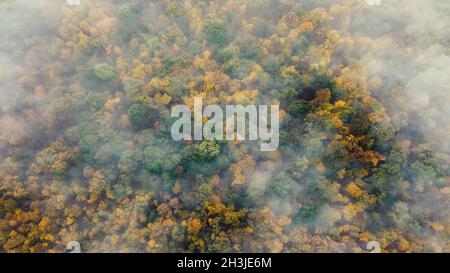 Vue de dessus de la forêt d'automne et du brouillard du matin survolant la forêt.Forêt dense d'automne dans les nuages de la brume matinale Banque D'Images