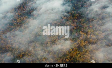 Le drone survole les arbres, regardant directement la forêt, les arbres colorés et le brouillard du matin. Banque D'Images