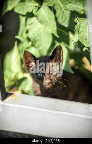 La Turquie, Ephèse, petit chat (Felis catus) dans les ruines de l'ancienne ville romaine Banque D'Images