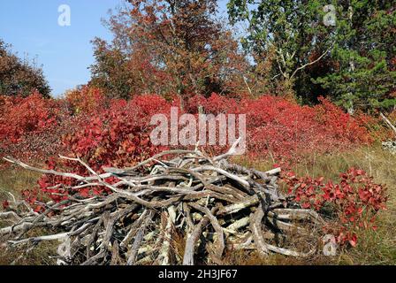 Les collines de Karst en automne sont teintées de rouge, orange et jaune, est la fumée royale pourpre.Bague. Banque D'Images