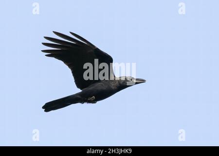 Image d'un corbeau qui fait voler ses ailes contre un ciel bleu clair.Oiseaux.Animaux sauvages. Banque D'Images