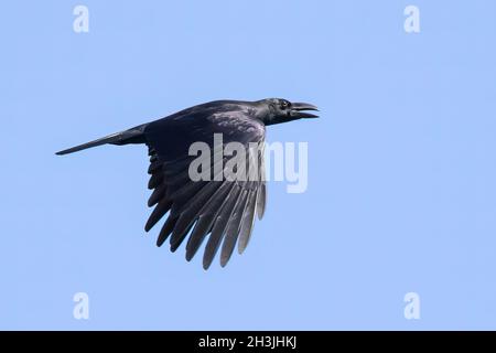 Image d'un corbeau qui fait voler ses ailes contre un ciel bleu clair.Oiseaux.Animaux sauvages. Banque D'Images