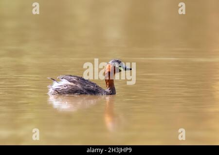 Image du petit oiseau de grebe (Tachybactus ruficollis) dans le marais sur fond de nature.Oiseau.Animaux. Banque D'Images