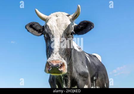 Tête de vache noire et blanche, portrait d'une vache mûre et sassy avec des cornes, l'air amical de squint, et un fond bleu de ciel Banque D'Images