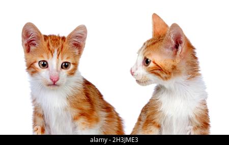 Orange, rayé, petits chatons isolés sur fond blanc. Banque D'Images