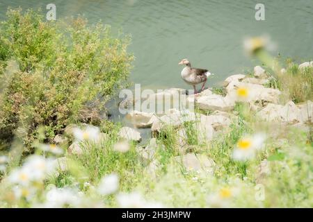 Jaune d'oie jaune d'état ambre (anser anser) sur le bord d'un réservoir, royaume-uni Banque D'Images