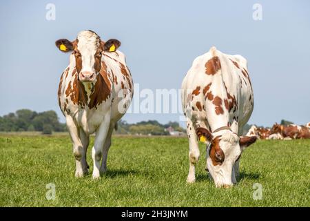 Deux vaches debout et paître dans un champ sous un ciel bleu et un horizon droit. Banque D'Images