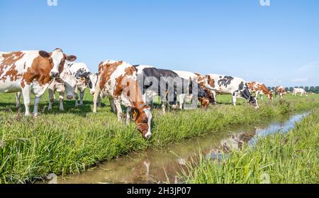 Eau potable de vache, tête vers le bas, dans un troupeau sur la rive de la crique, scène rustique de pays Banque D'Images