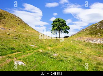 Le Sycamore Gap Tree ou Robin des Bois Tree est un sycamore qui se trouve à côté du mur d'Hadrien près de Crag Lough, dans le Northumberland England UK GB Banque D'Images