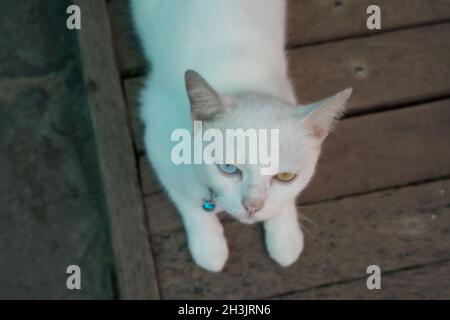 Gros plan blanc turc chat angora avec hétérochromie Banque D'Images