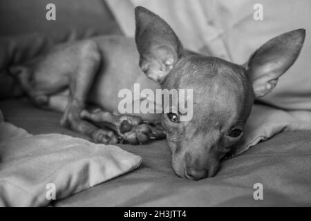 Mignon petit chiot de Pinscher Banque D'Images