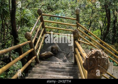 Les singes s'assoient sur un escalier au temple de la grotte du tigre à Krabi Banque D'Images