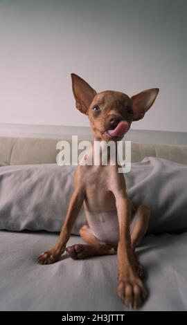 Mignon petit chiot de Pinscher Banque D'Images