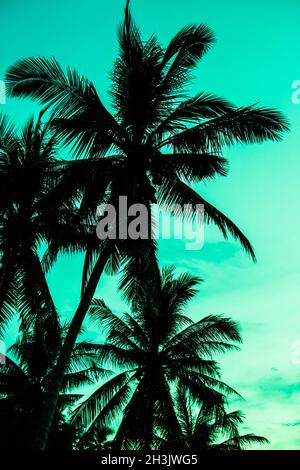 Image aux tons vintage des silhouettes des palmiers sous le ciel Banque D'Images