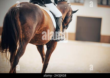Une vue arrière d'une baie rapide beau cheval avec une longue queue et un cavalier dans la selle, qui gaillit autour de l'arène lors des compétitions de dressage.Équipement Banque D'Images