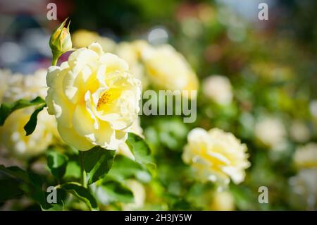 Rose jaune pleine fleur à Cowra Rose Garden, Australie Banque D'Images