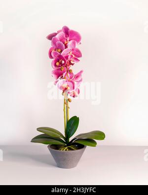 Orchidée rose.Isolé.Arrangement floral pour la vie artificielle comme les fleurs d'orchidée dans le pot de fleur en céramique grise.Image de stock. Banque D'Images