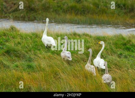 Une rare paire de Whooper Swans à Glen Strathfarrar, dans les Highlands d'Écosse, avec leurs trois cygnets bien cultivés marchant à travers le tokar des prairies Banque D'Images