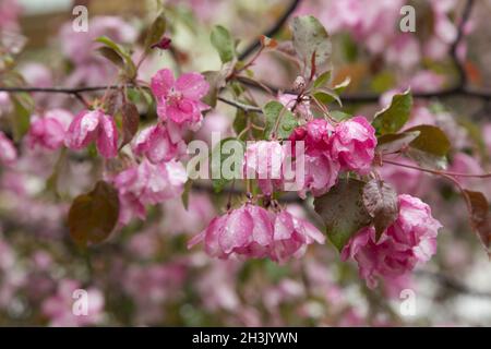 Pink Apple arbres fleurissent au printemps après la pluie Verger Banque D'Images