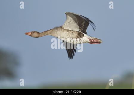 Grey Goose, Anser anser Banque D'Images