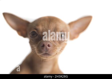 Pinscher au gingembre miniature mignon Banque D'Images