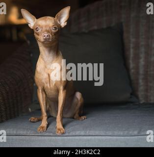 Joli petit chien de Pinscher Banque D'Images