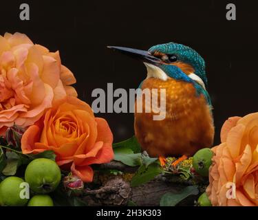 Kingfisher commun assis entre les roses orange Banque D'Images