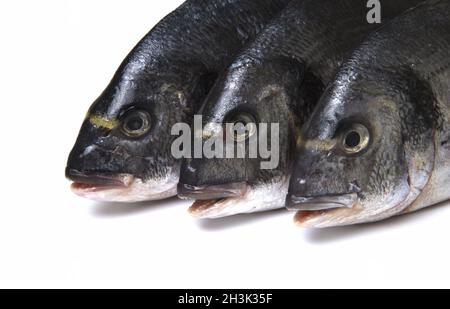 Poisson dorado cru sur fond blanc.Vue rapprochée. Banque D'Images