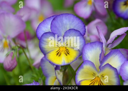 gros plan d'une jolie violette bleu-jaune cornuta poussant dans le lit de fleurs Banque D'Images