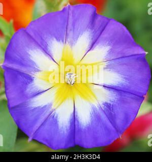 vue directe d'en haut dans la fleur d'un convolvulus tricolore bleu vif, gros plan Banque D'Images