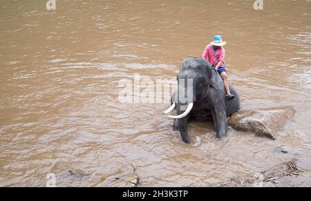 Baignade éléphant dans la rivière Mae Taeng Banque D'Images