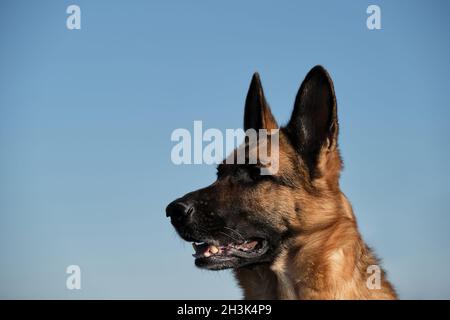 Berger allemand sur fond de ciel bleu clair.Arrière-plan minimaliste avec tête de chien dans le profil.Shepherd enjo allemand doux, rouge et noir Banque D'Images
